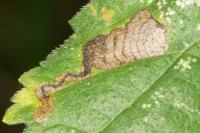 Stigmella viscerella