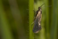 Glyphipterix fuscoviridella