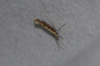 Plutella xylostella