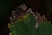 Stigmella lemniscella