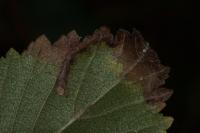 Stigmella lemniscella