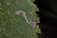 Stigmella ulmivora