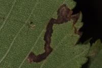 Stigmella ulmivora