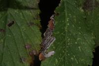 Stigmella ulmivora