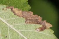 Stigmella ulmivora