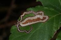 Stigmella aurella