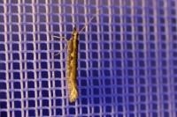 Plutella xylostella