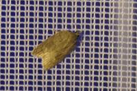 Acleris sparsana