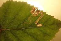 Stigmella confusella