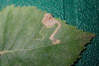 Stigmella confusella