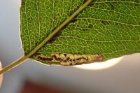 Stigmella minusculella