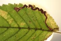 Stigmella lemniscella