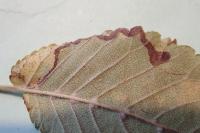 Stigmella lemniscella