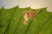 Stigmella samiatella