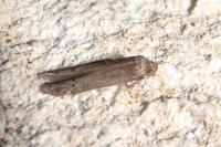 Blastobasis
