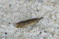 Dichomeris acuminata