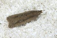 Helcystogramma triannulella