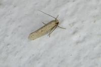 Myrmecozela ataxella