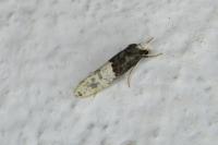Trichophaga tapetzella