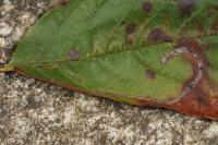 Lyonetia clerkella