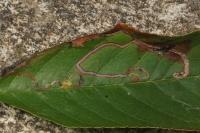 Lyonetia clerkella