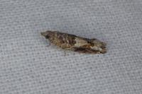 Crocidosema plebejana