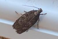 Depressaria