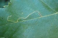 Lyonetia clerkella