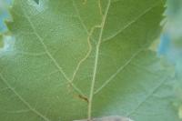 Lyonetia clerkella
