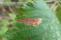 Ectoedemia erythrogenella