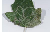 Phyllocnistis xenia