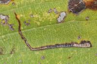 Stigmella