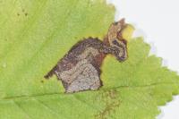 Stigmella viscerella
