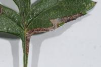 Stigmella