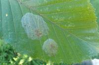 Phyllonorycter esperella