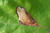 Ectoedemia erythrogenella