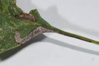 Stigmella