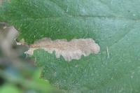 Coptotriche marginea