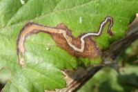 Stigmella aurella