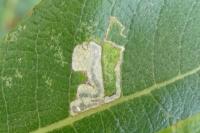 Stigmella salicis