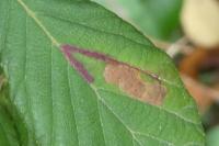Ectoedemia erythrogenella