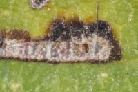 Stigmella