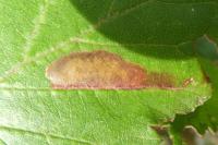 Ectoedemia erythrogenella
