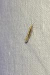 Plutella xylostella