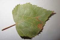 Stigmella confusella