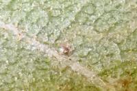 Stigmella confusella