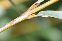 Phyllocnistis ramulicola