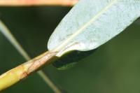 Phyllocnistis ramulicola