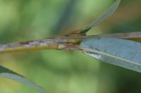 Phyllocnistis ramulicola