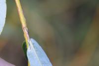 Phyllocnistis ramulicola